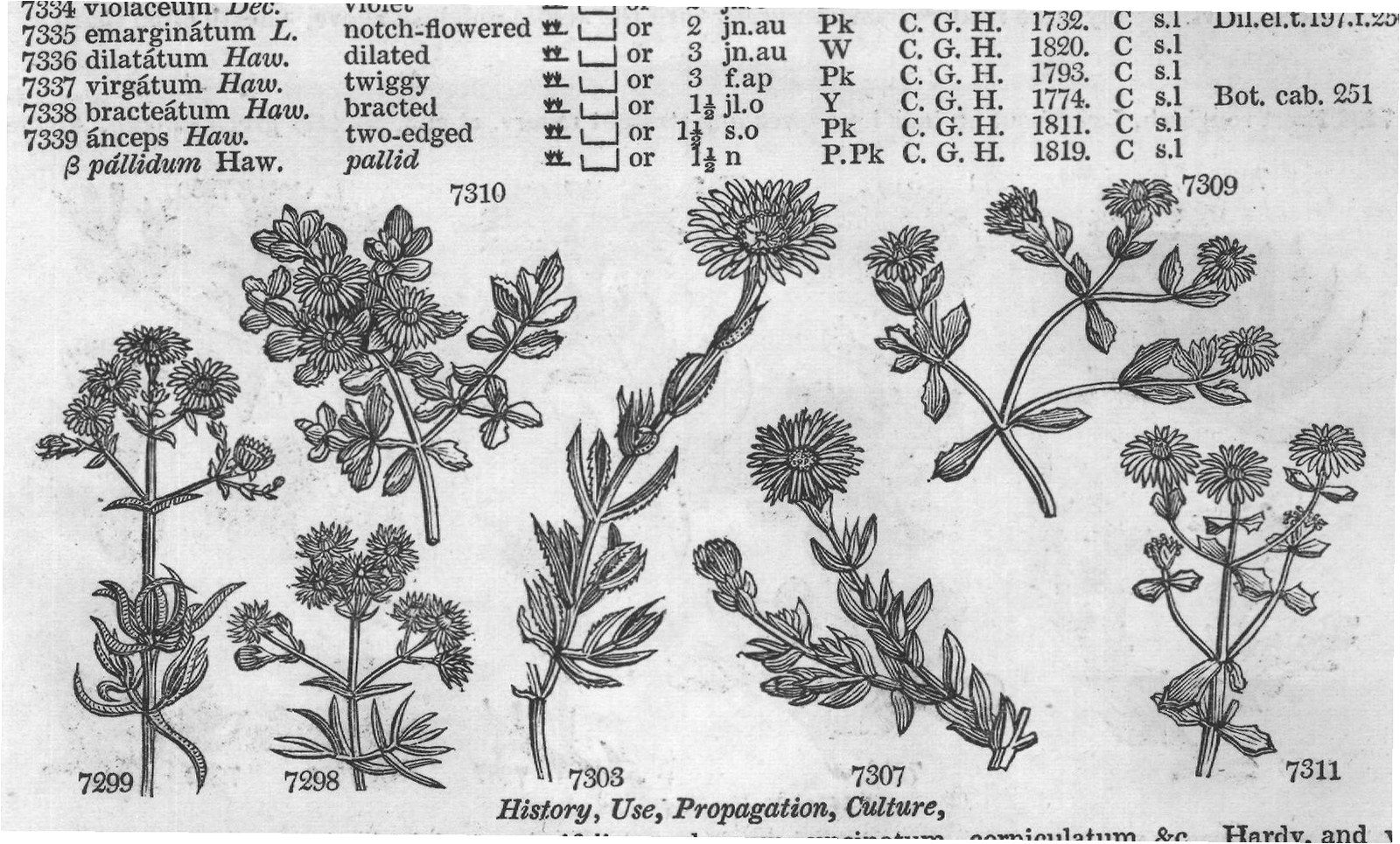 Ficoideæ (Sp jn jl R w W Indies Cr m La) — from Encyclopedia of Plants (1910)