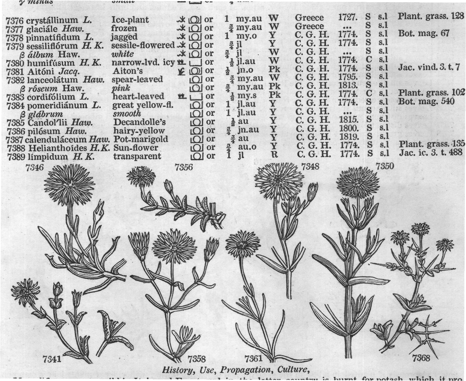 Ficoideæ (Sp jn jl R w W Indies Cr m La) — from Encyclopedia of Plants (1910)