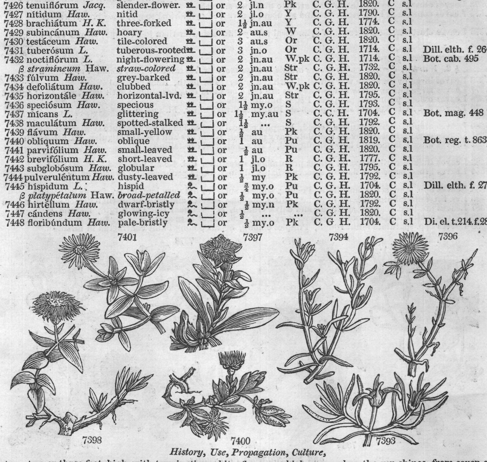 Ficoideæ (Sp jn jl R w W Indies Cr m La) — from Encyclopedia of Plants (1910)