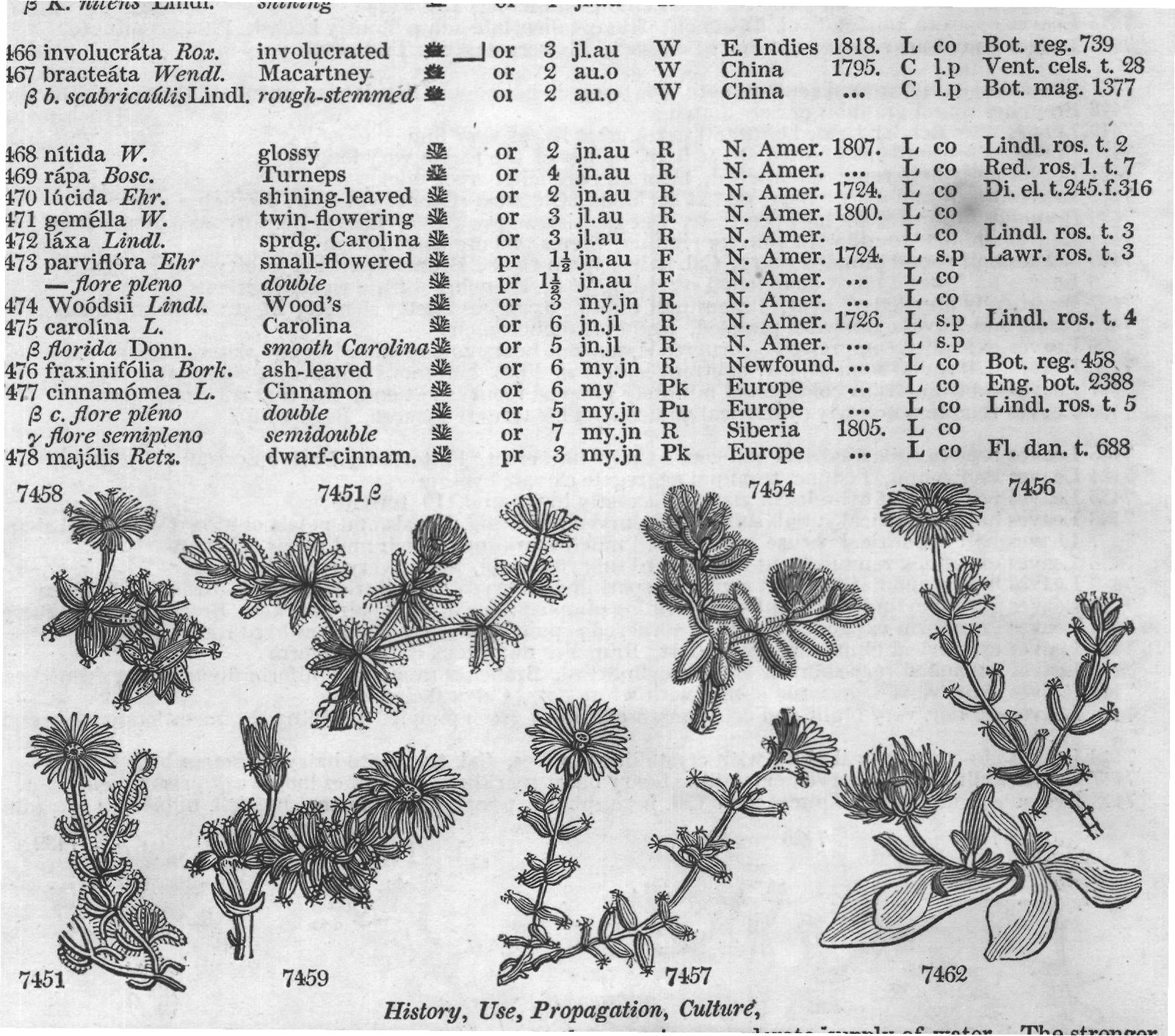 Ficoideæ (Sp jn jl R w W Indies Cr m La) — from Encyclopedia of Plants (1910)