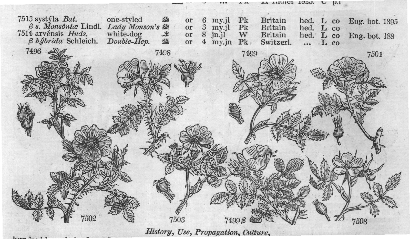 Gouan — from Encyclopedia of Plants (1910)