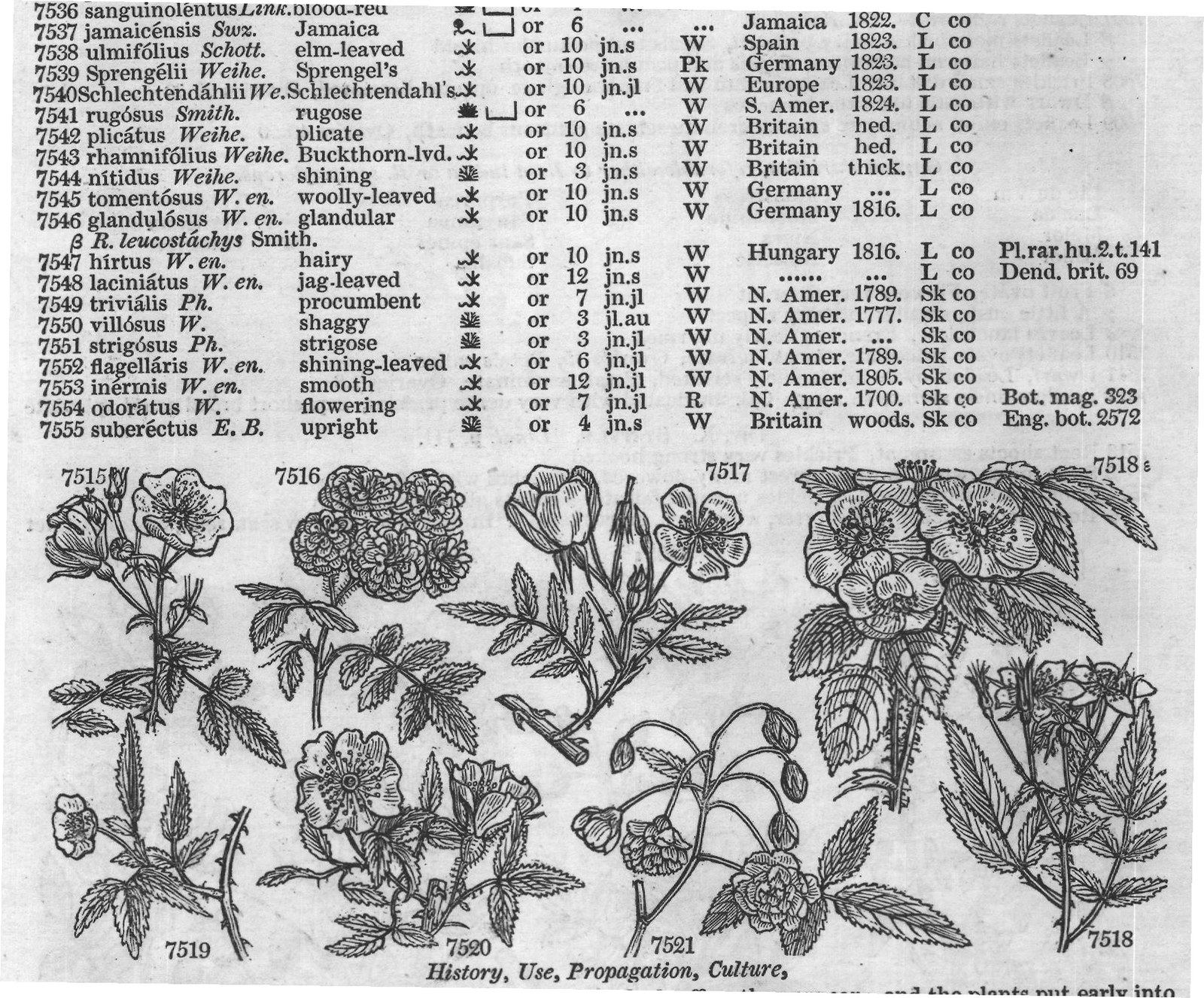 B-fl — from Encyclopedia of Plants (1910)