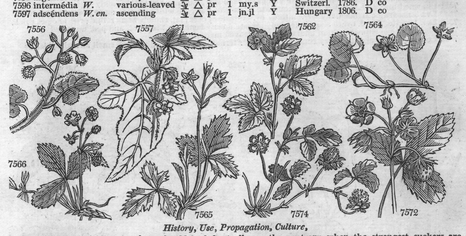 History, Use, Propagation, Culture,