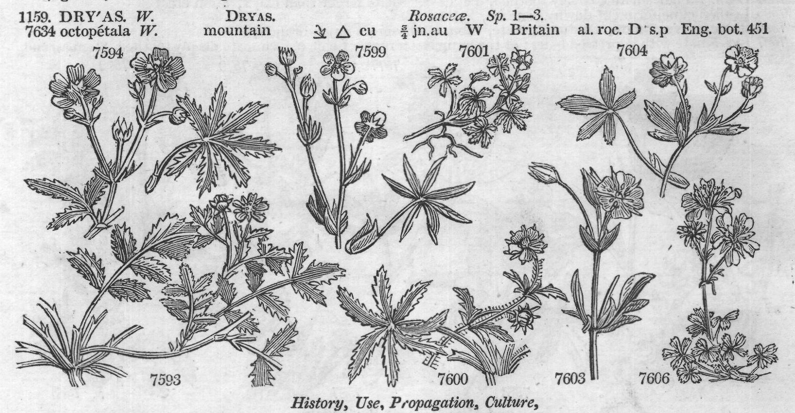 Bux (Cen t Pensylvanian pr jn au Y) — from Encyclopedia of Plants (1910)