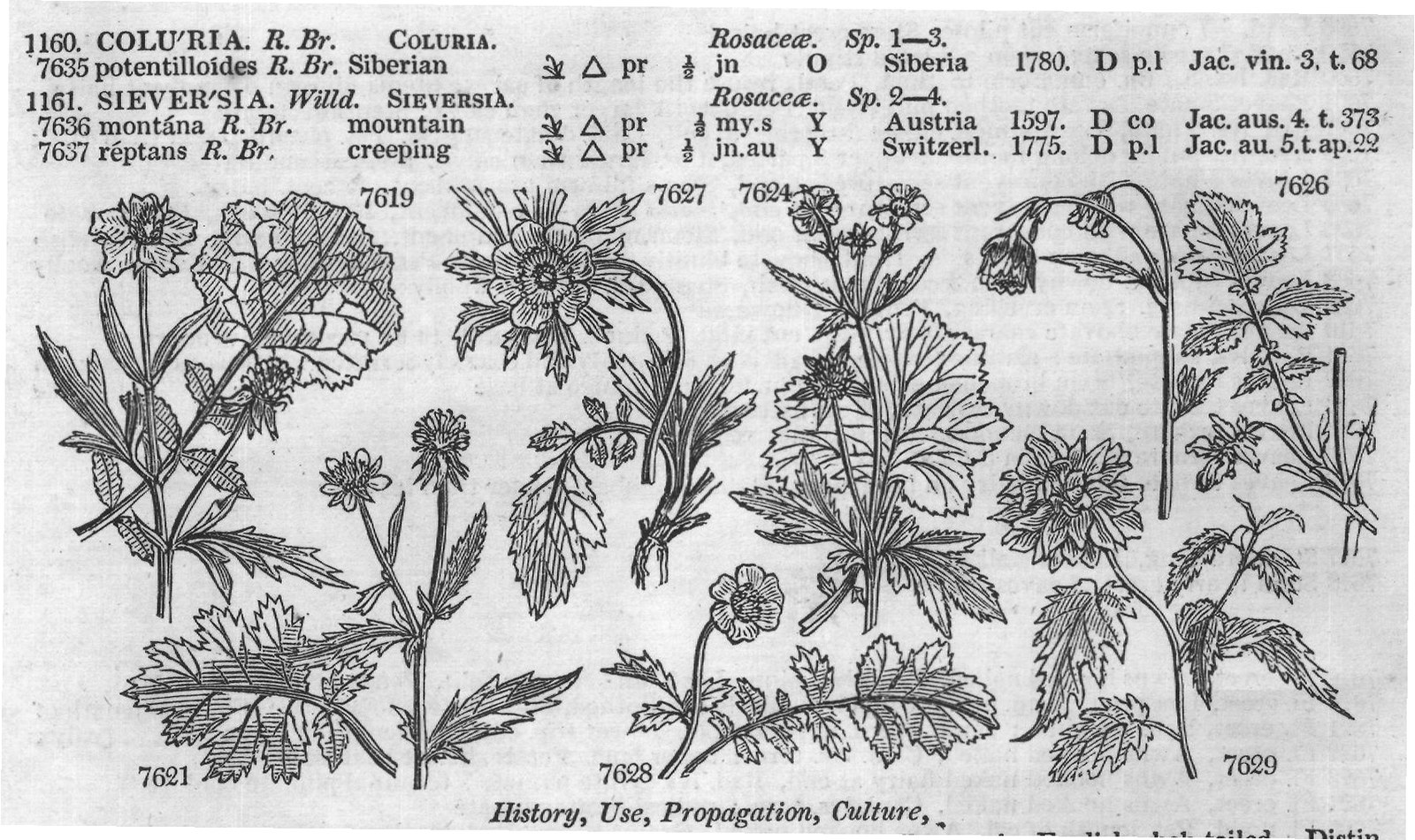 Cor (Larger than calyx Stem) — from Encyclopedia of Plants (1910)