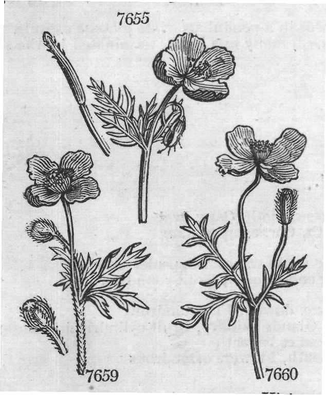 Class XIII — from Encyclopedia of Plants (1910)