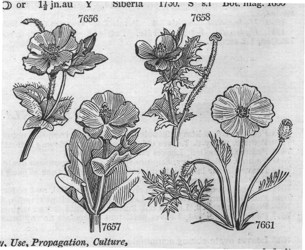 Class XIII — from Encyclopedia of Plants (1910)