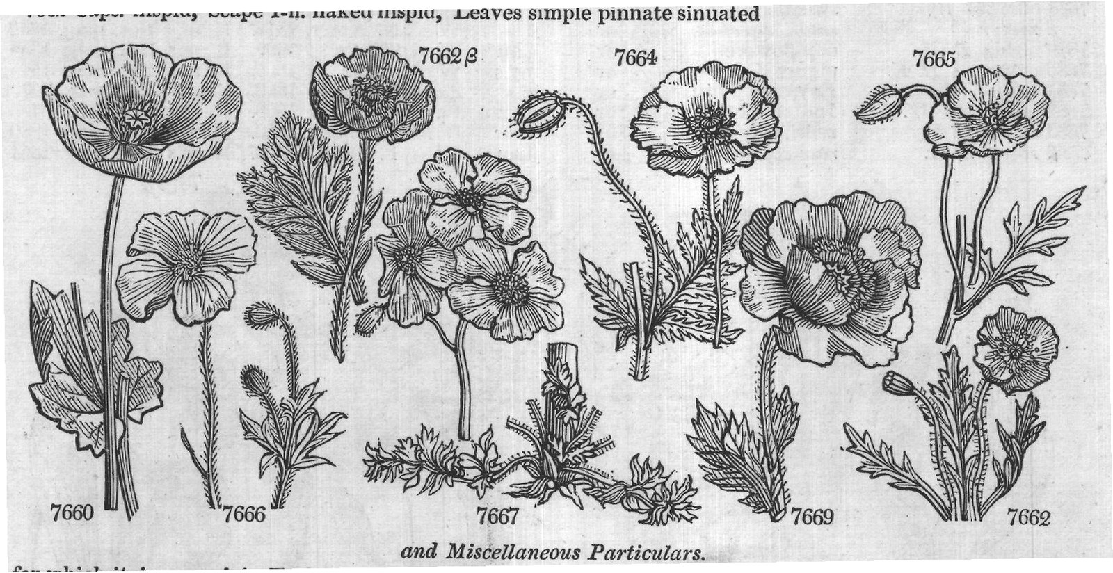 Class XIII — from Encyclopedia of Plants (1910)