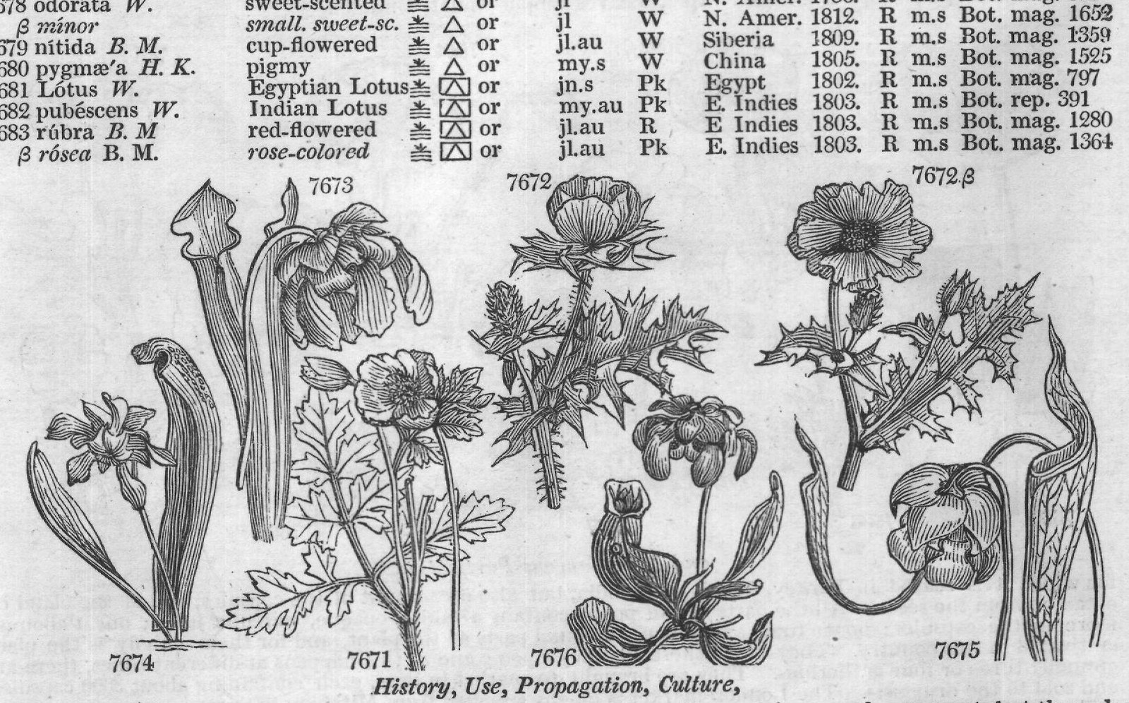 Class XIII — from Encyclopedia of Plants (1910)