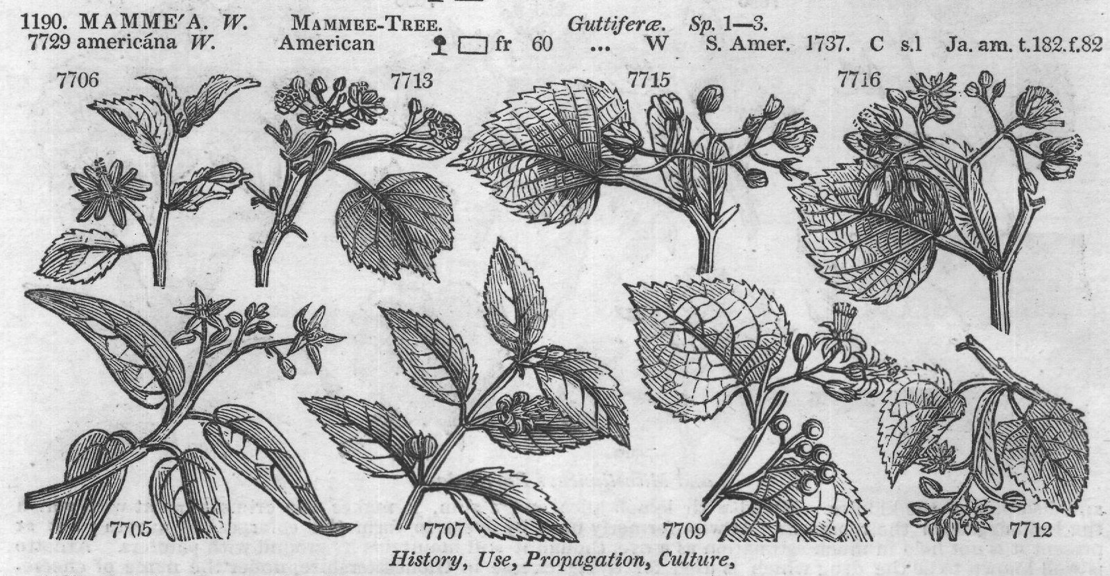 Dend (Brit T argentea Dec) — from Encyclopedia of Plants (1910)