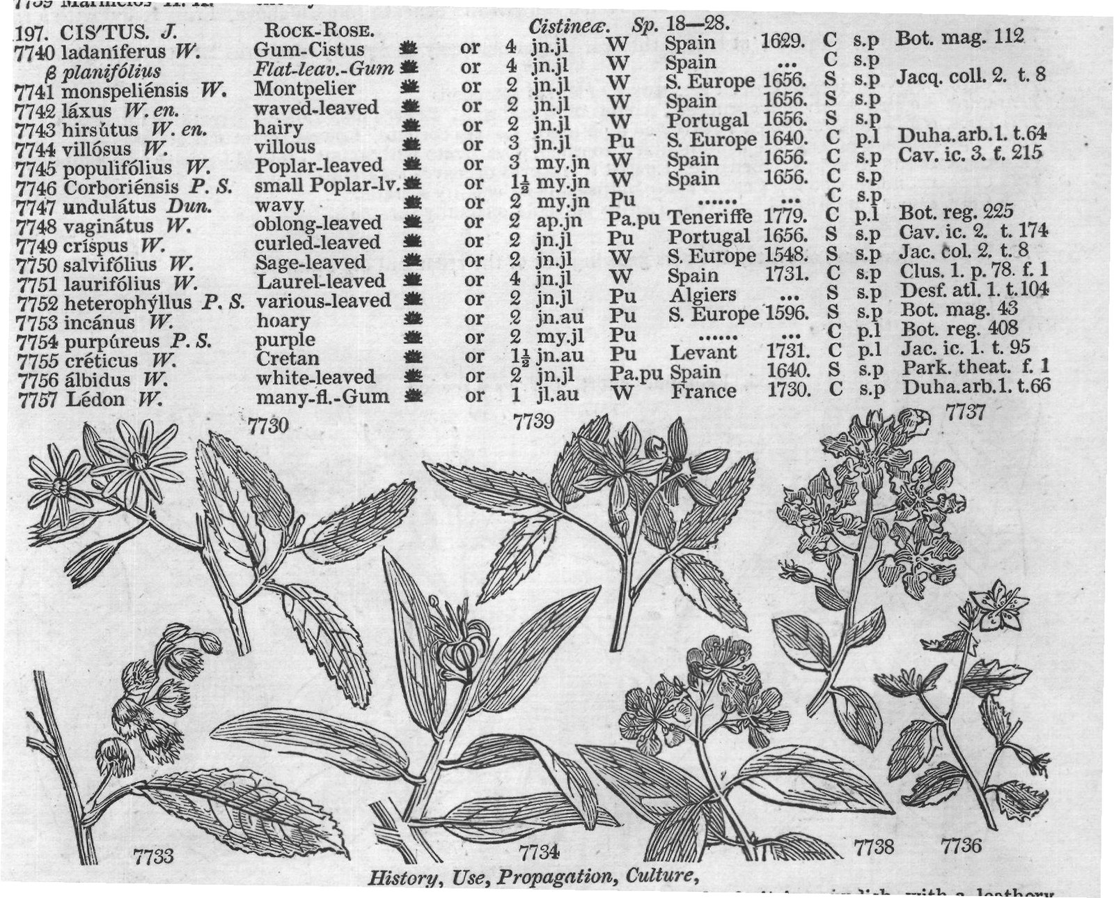 Desf (Atl t Bot mag Bot reg Jac ic t) — from Encyclopedia of Plants (1910)