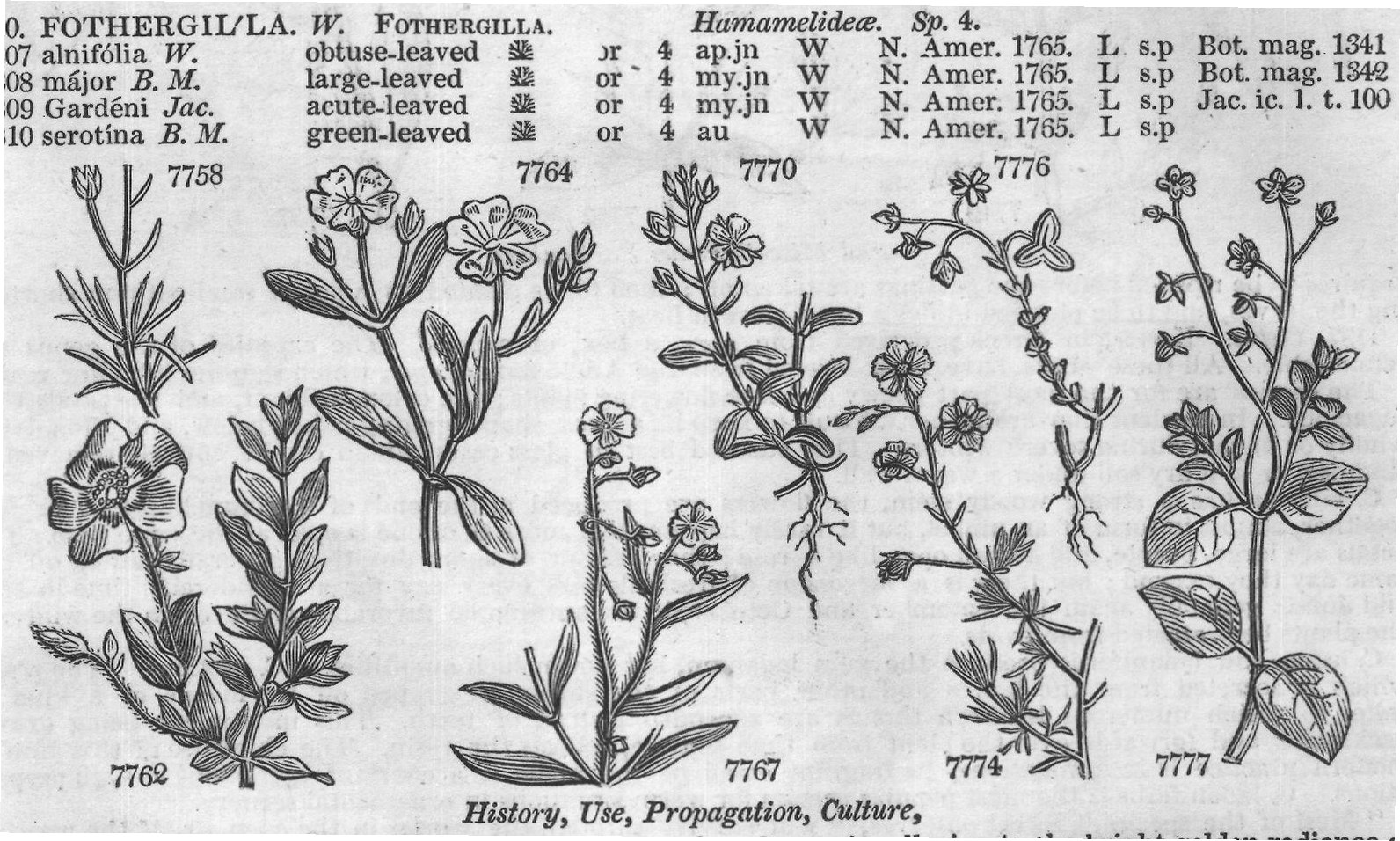 Eng – Eng (Bot Bot mag Bot mag Barr ic) — from Encyclopedia of Plants (1910)