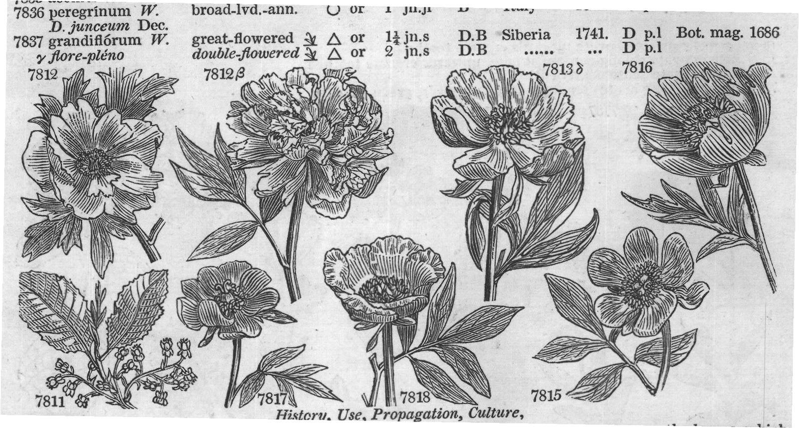 Eng (Bot Tabern ic Al pe t f Scop) — from Encyclopedia of Plants (1910)