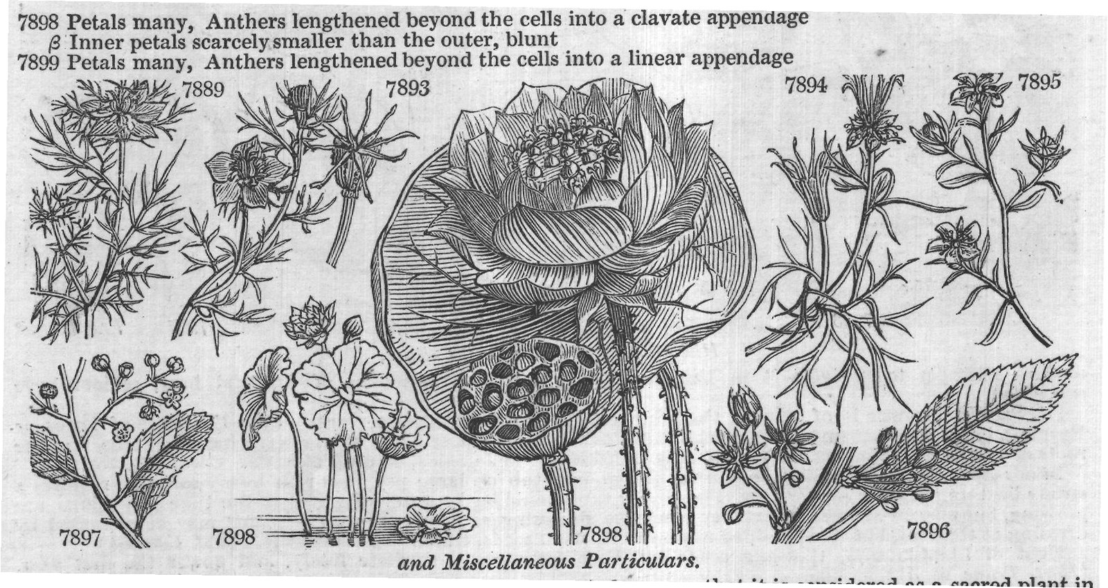 Ficoideæ — from Encyclopedia of Plants (1910)