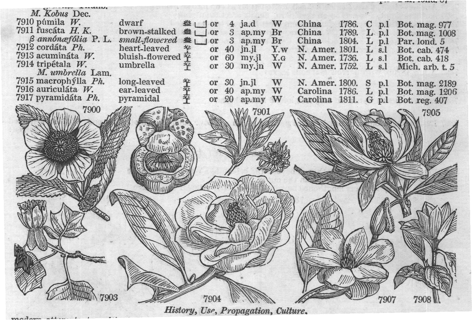 Ficoideæ — from Encyclopedia of Plants (1910)