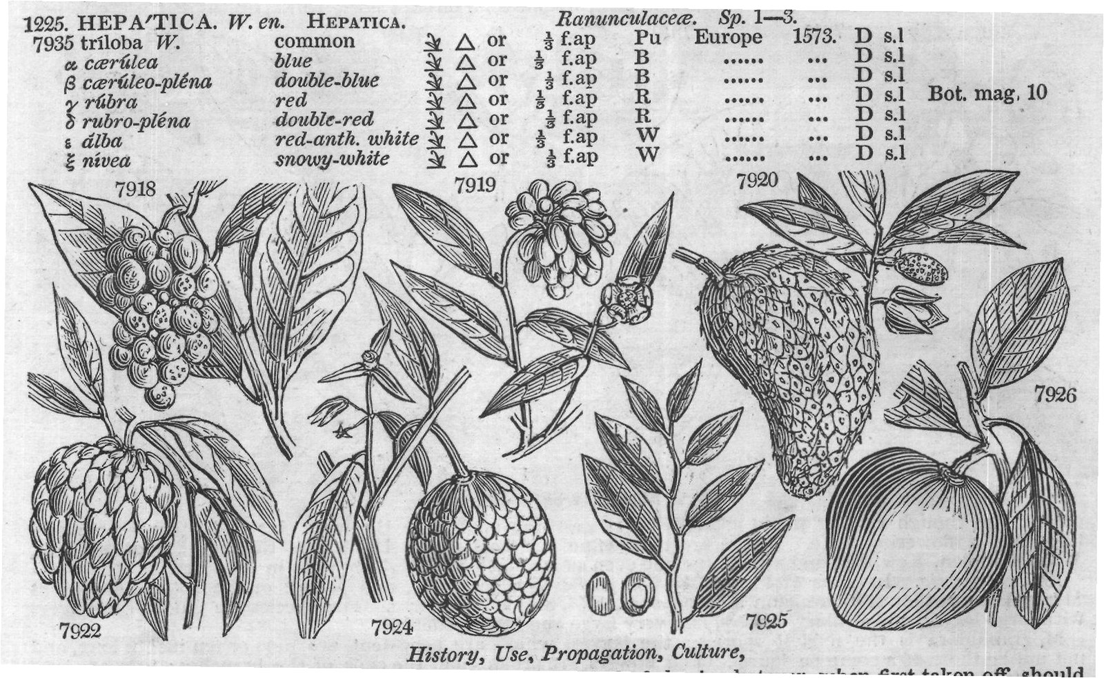 Ficoideæ — from Encyclopedia of Plants (1910)