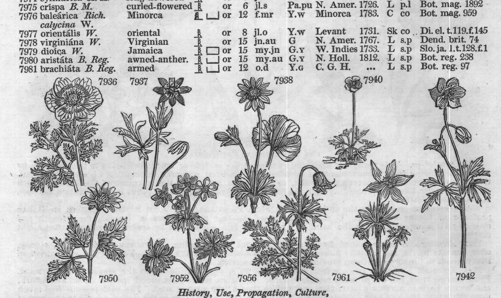 Ficoideæ — from Encyclopedia of Plants (1910)