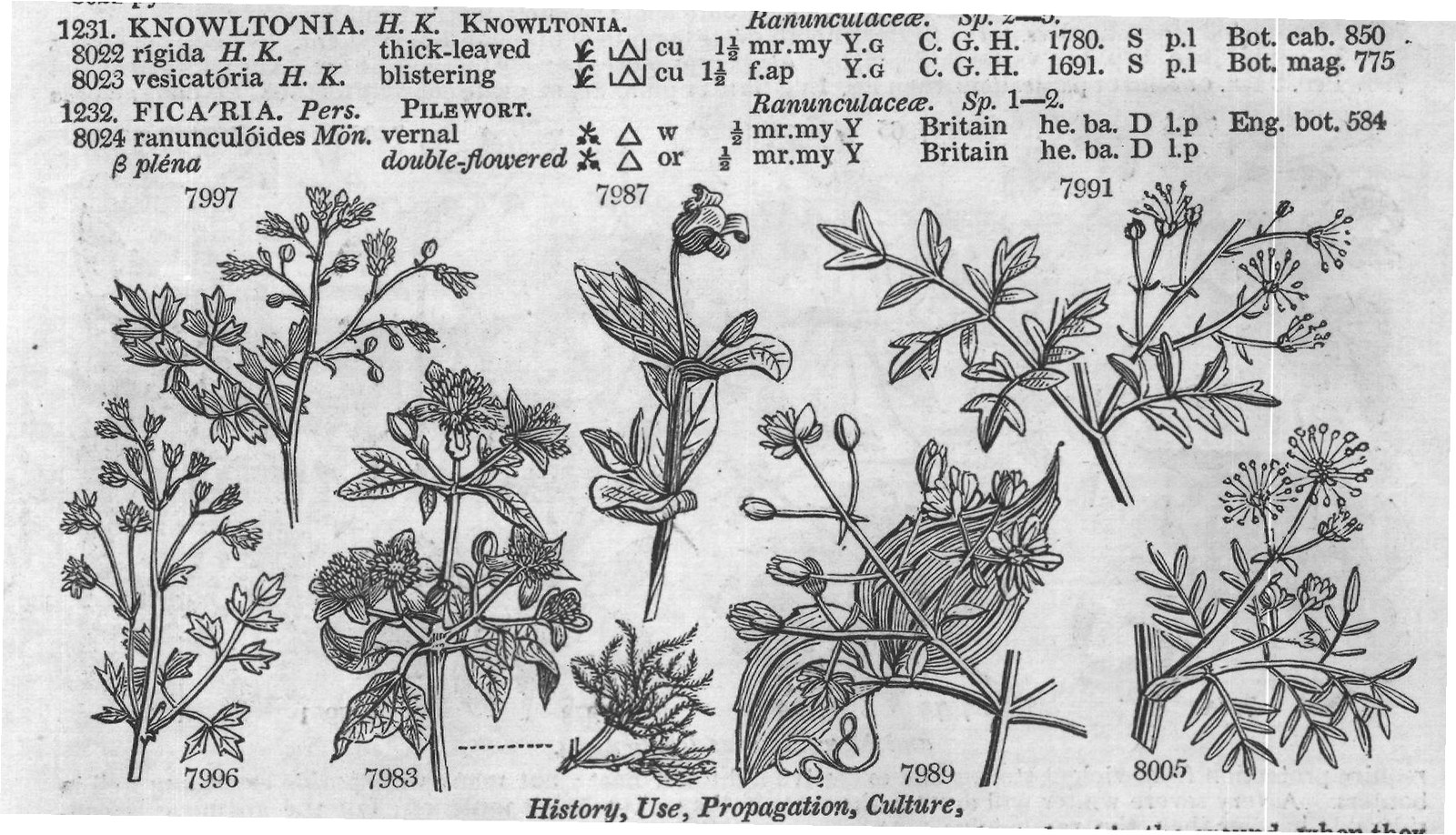 Ficoideæ — from Encyclopedia of Plants (1910)