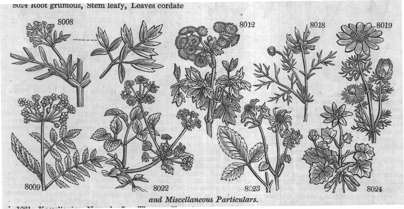 Ficoideæ — from Encyclopedia of Plants (1910)