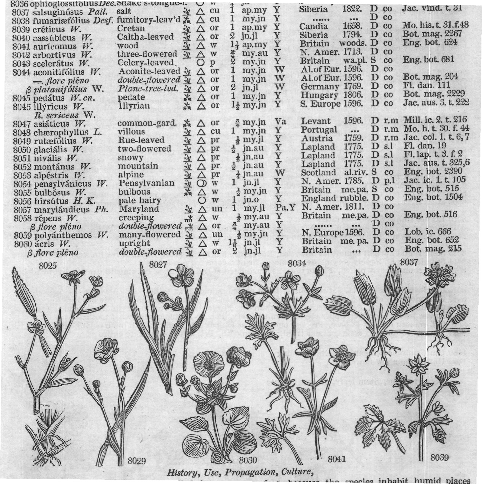 Ficoideæ — from Encyclopedia of Plants (1910)