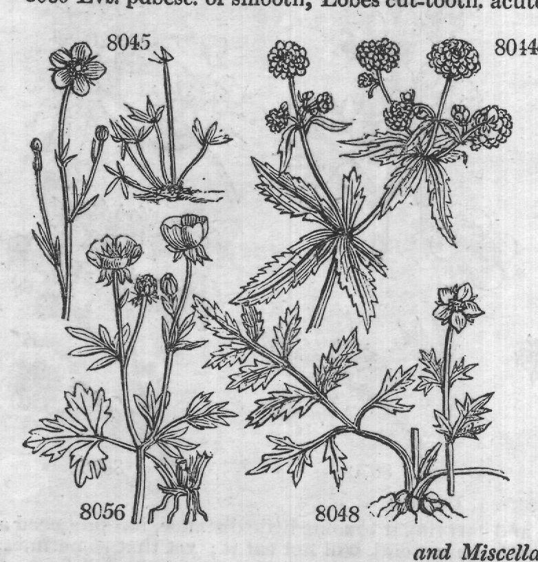 Ficoideæ — from Encyclopedia of Plants (1910)
