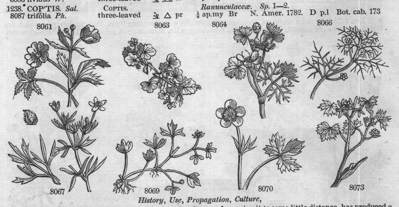 Ficoideæ — from Encyclopedia of Plants (1910)