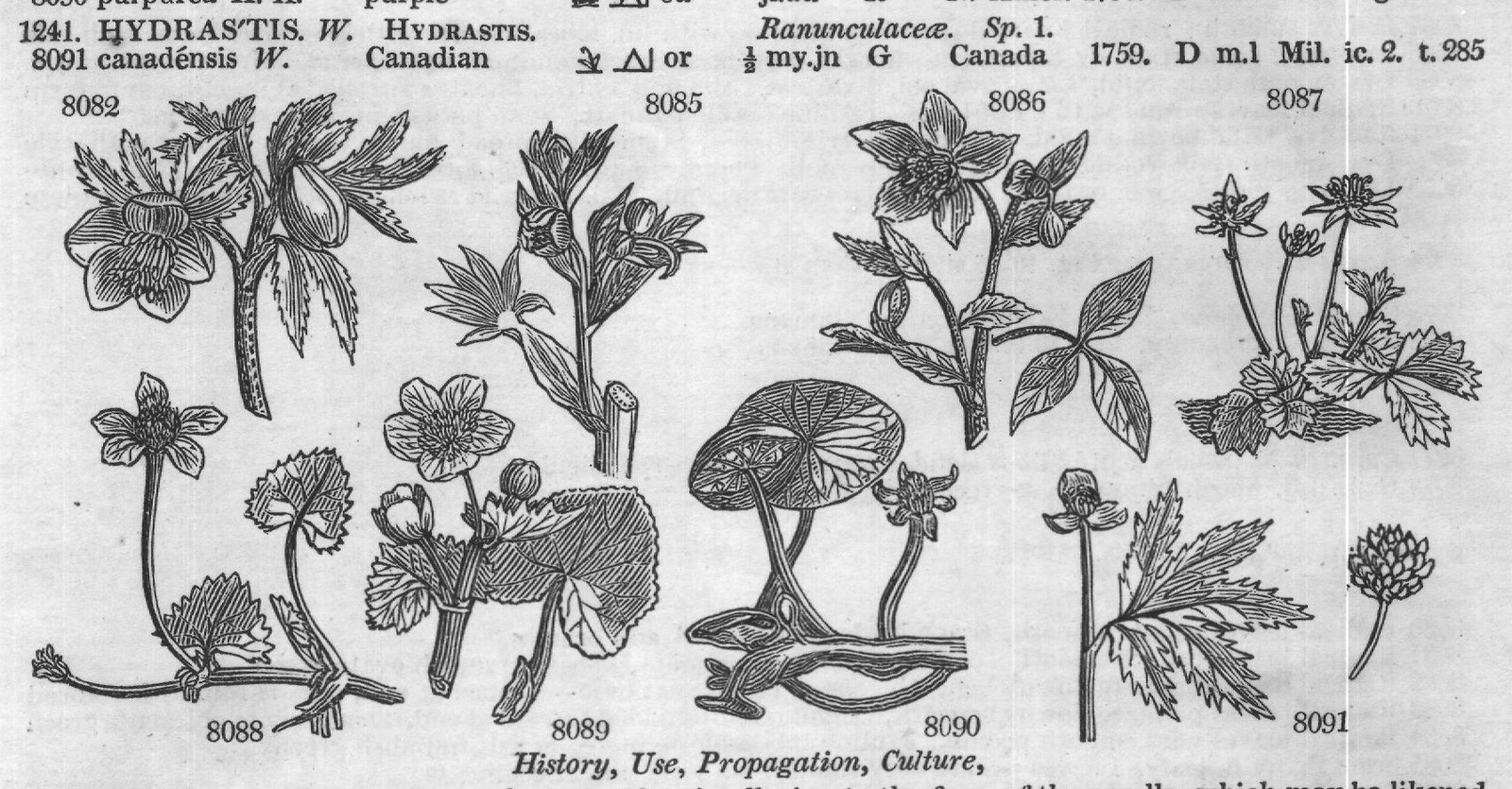 Ficoideæ — from Encyclopedia of Plants (1910)