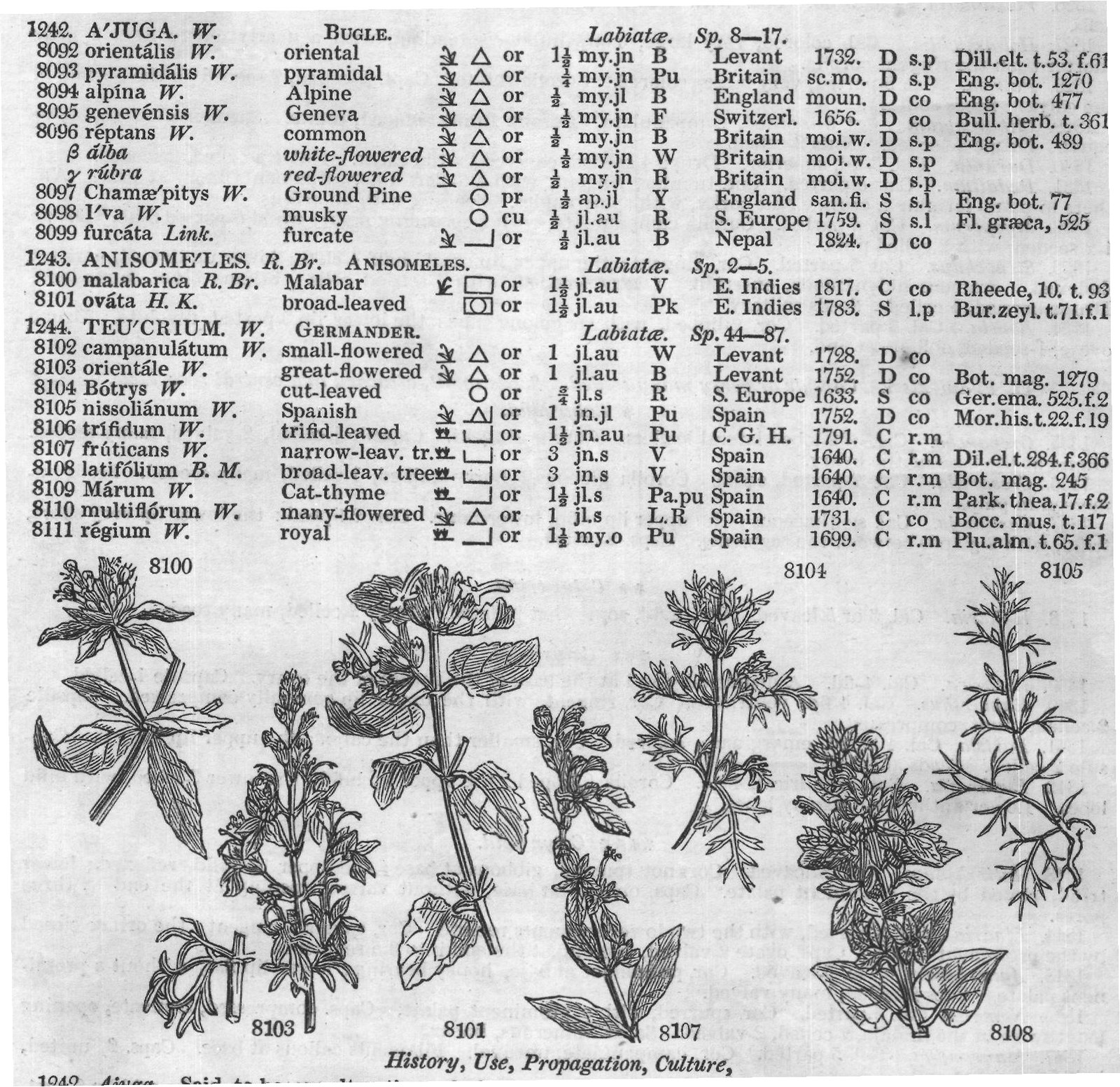 Ficoideæ — from Encyclopedia of Plants (1910)
