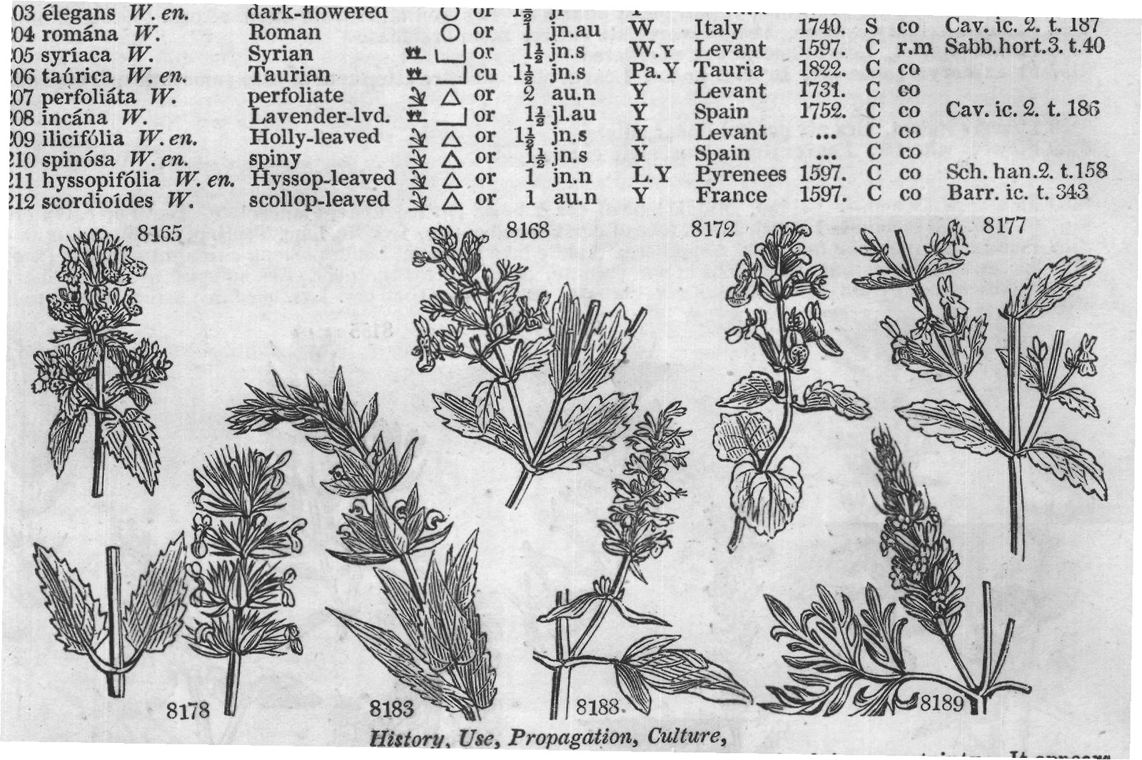 Lob (Ic Comm rar t Lin am ac t Desf) — from Encyclopedia of Plants (1910)