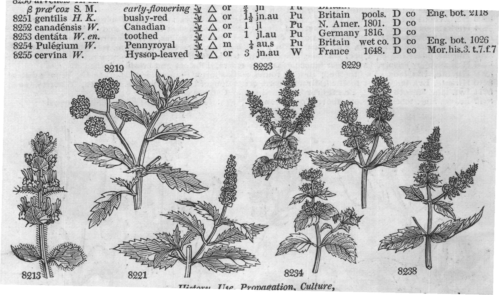 Lob (Ic Comm rar t Lin am ac t Desf) — from Encyclopedia of Plants (1910)