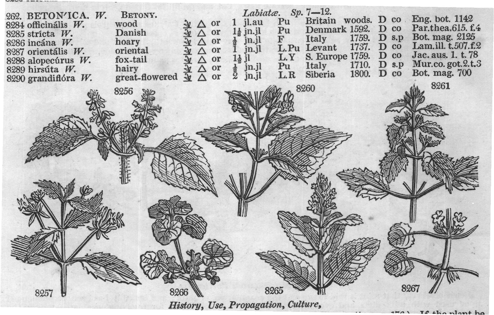 Lob (Ic Comm rar t Lin am ac t Desf) — from Encyclopedia of Plants (1910)