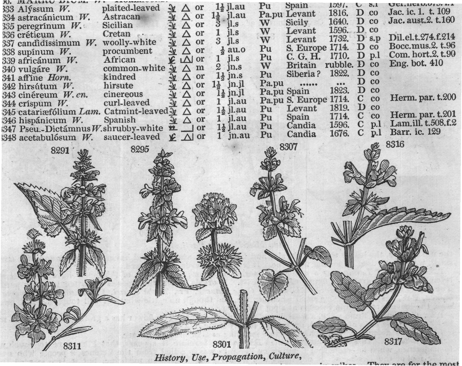 Lob (Ic Comm rar t Lin am ac t Desf) — from Encyclopedia of Plants (1910)