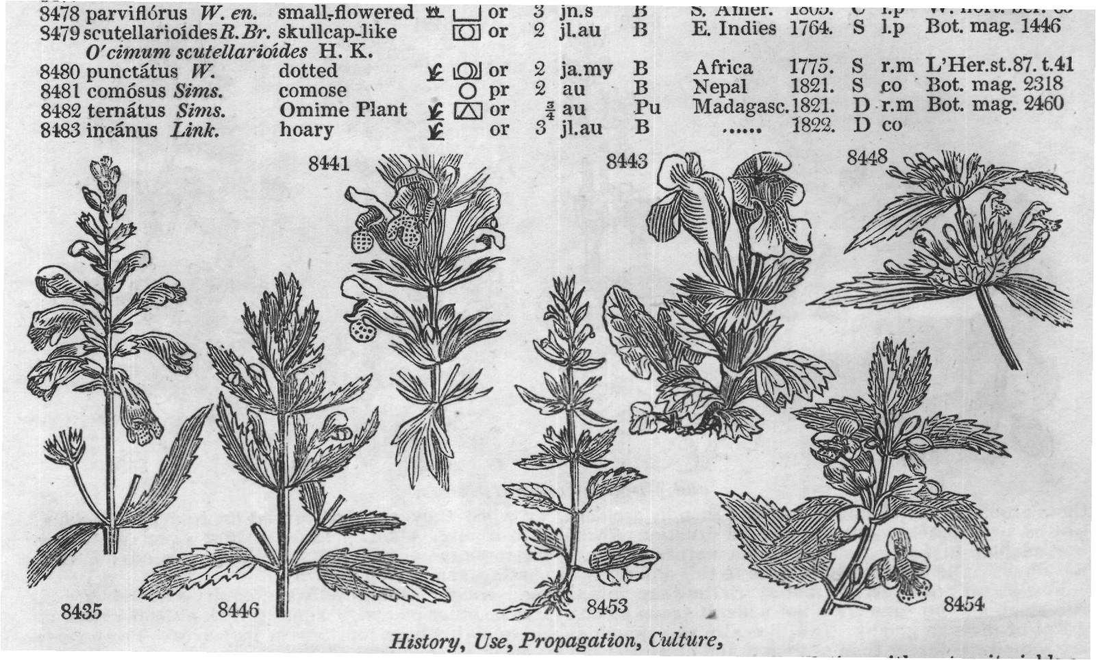 Mur — from Encyclopedia of Plants (1910)