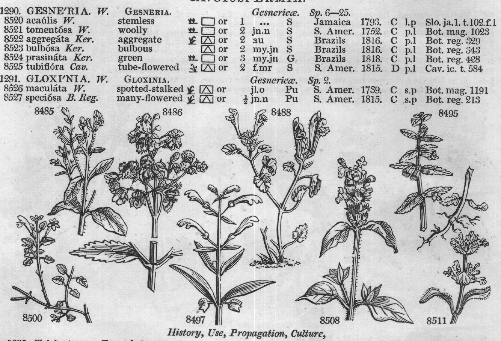 Mur — from Encyclopedia of Plants (1910)