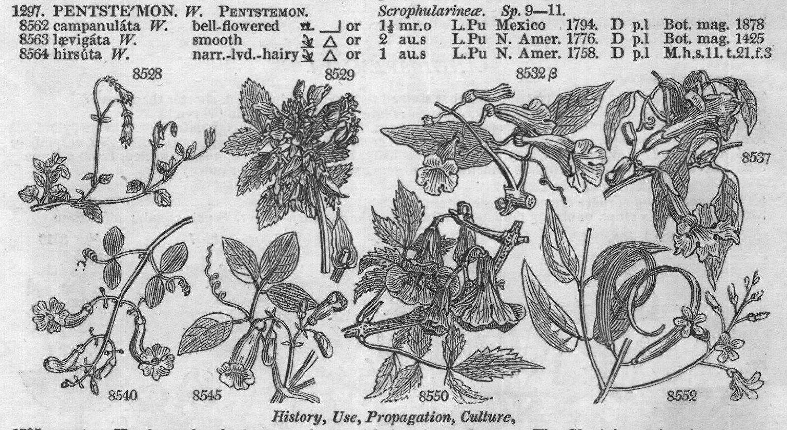 History, Use, Propagation, Culture,