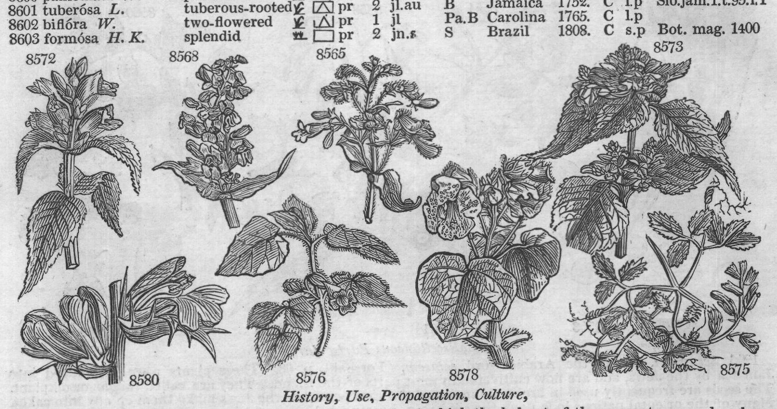 New S — from Encyclopedia of Plants (1910)