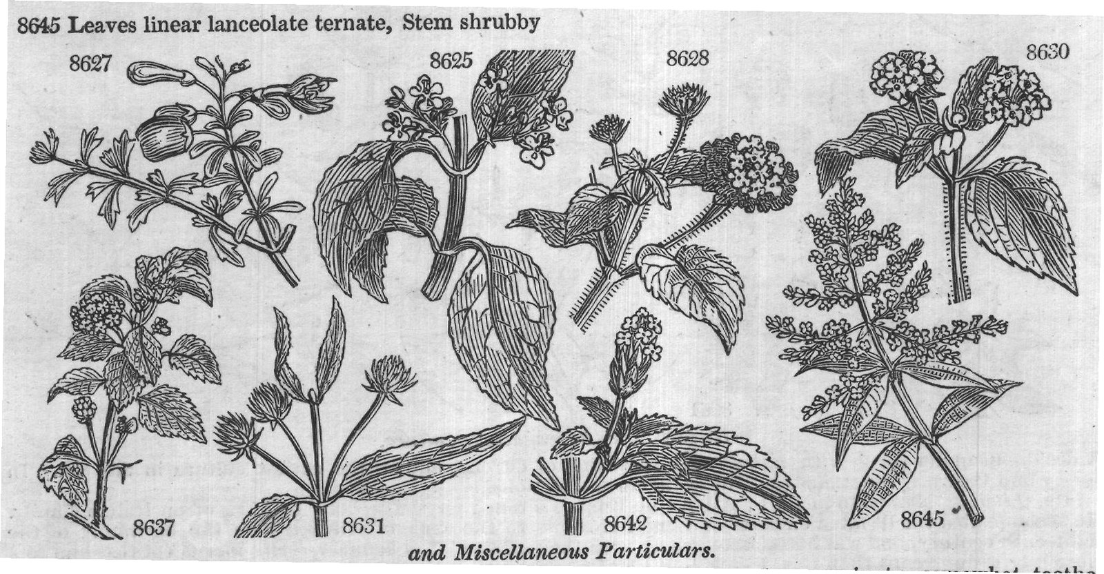 New S — from Encyclopedia of Plants (1910)
