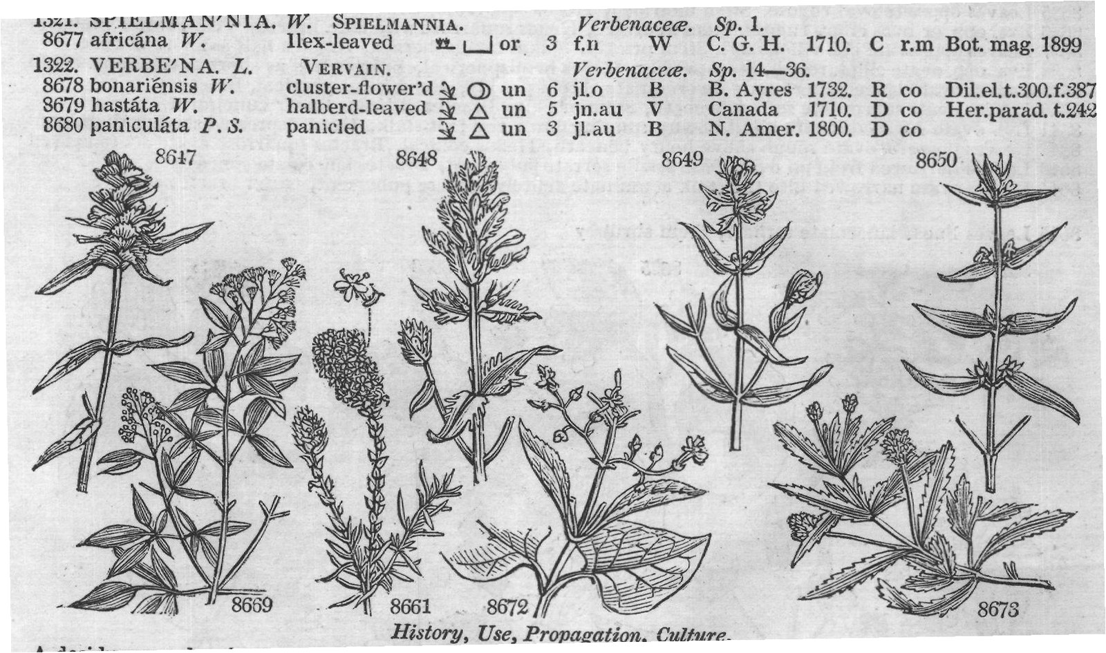 New S — from Encyclopedia of Plants (1910)
