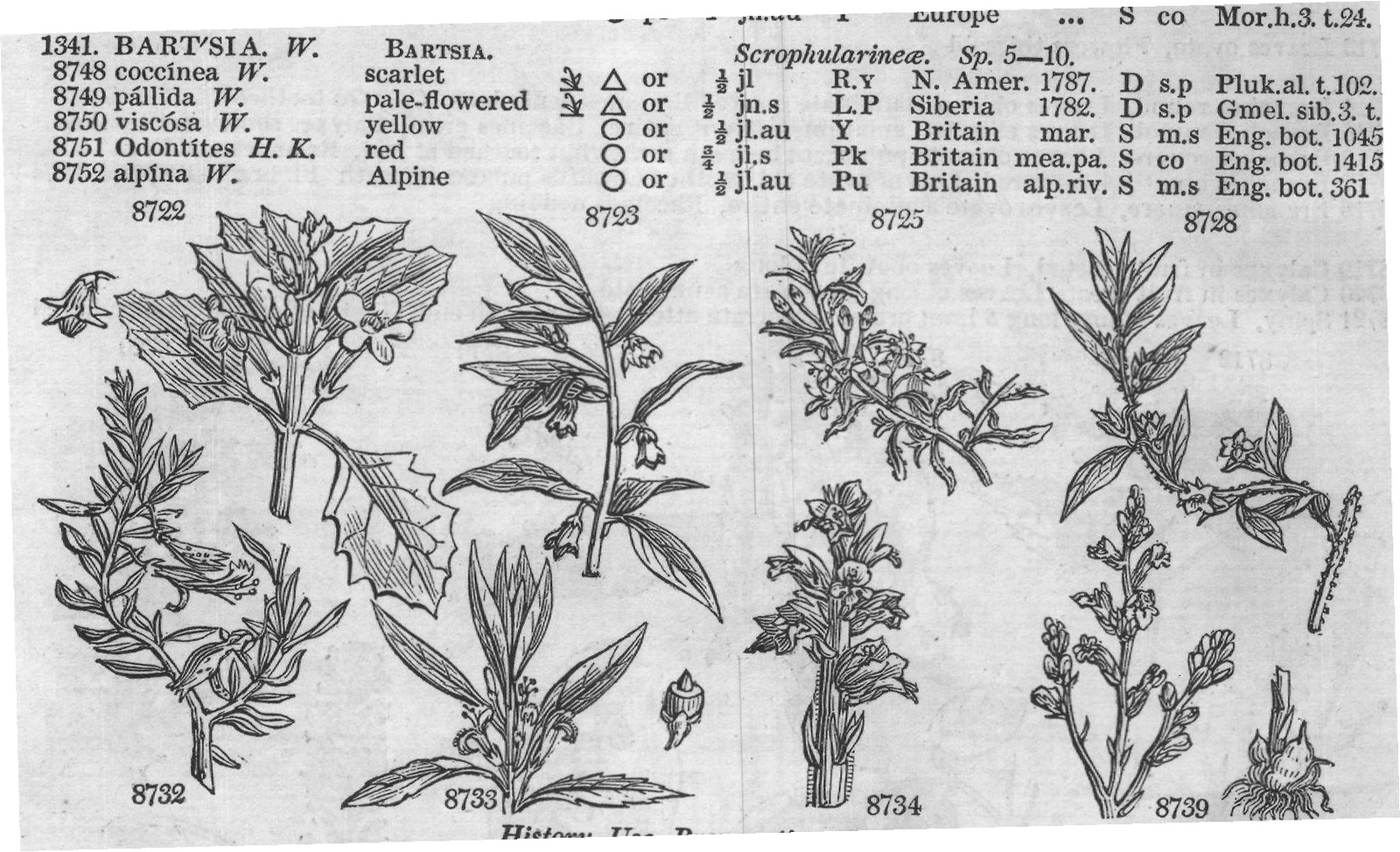 Osb — from Encyclopedia of Plants (1910)