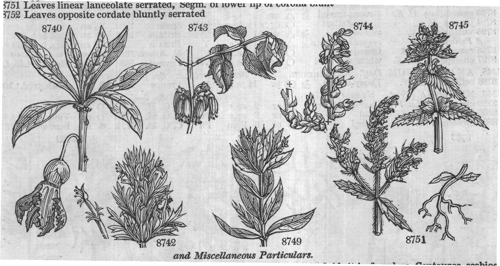 Pedalinæ — from Encyclopedia of Plants (1910)