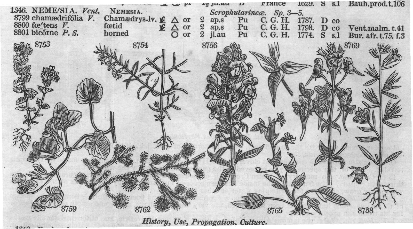 Pedalinæ — from Encyclopedia of Plants (1910)
