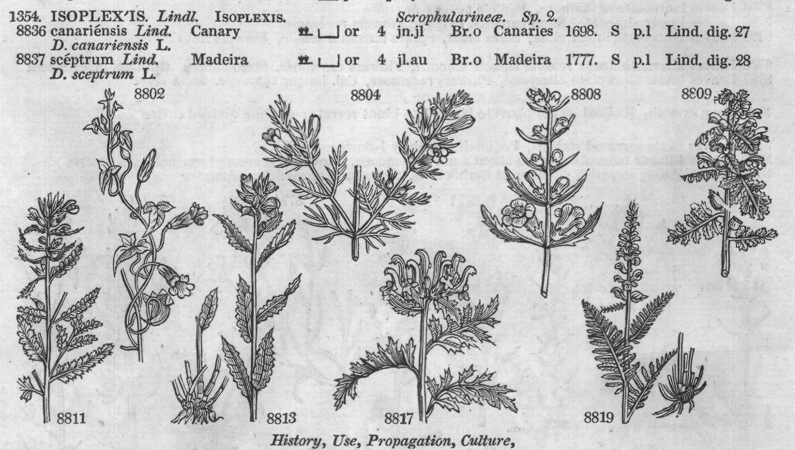 Bur (Afr t f History Use) — from Encyclopedia of Plants (1910)