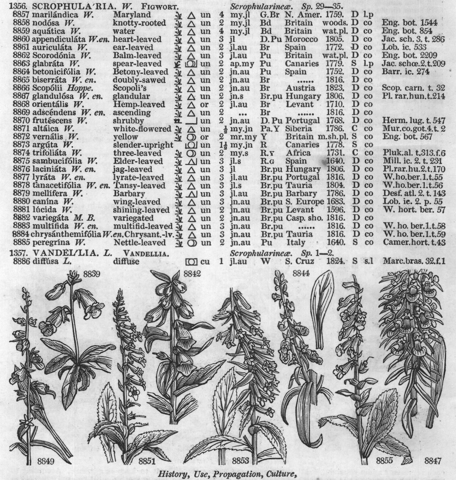 Lindl – Lindl — from Encyclopedia of Plants (1910)