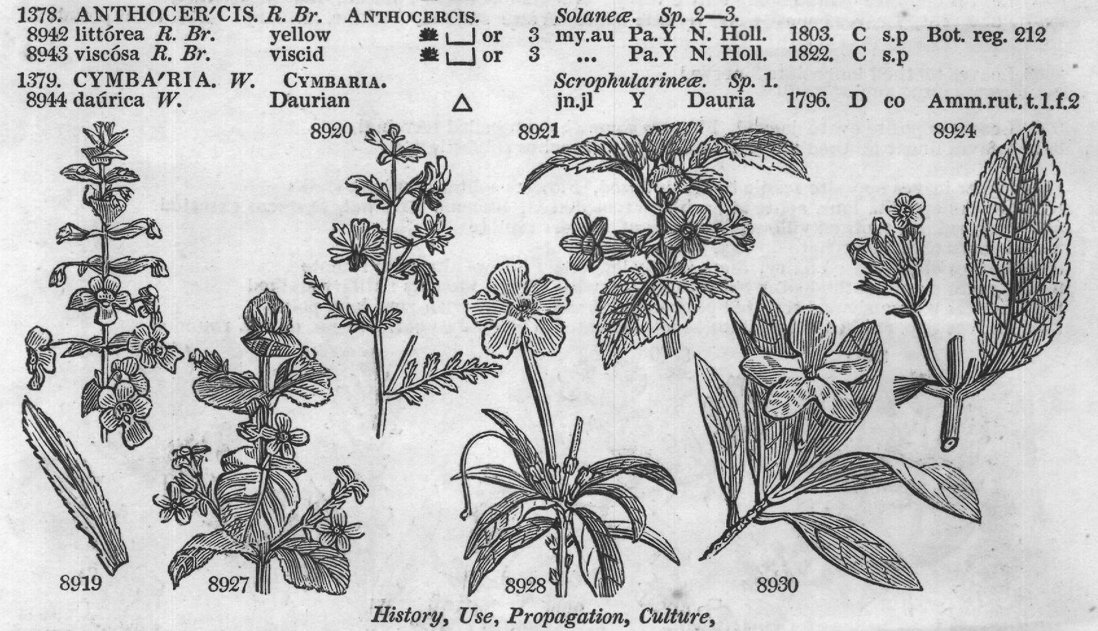 Solaneæ (Sp undul ta W wave-flowered) — from Encyclopedia of Plants (1910)