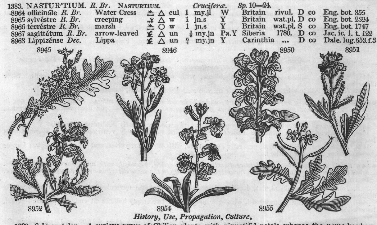 Solaneæ (Sp litt rea R Br yellow or my) — from Encyclopedia of Plants (1910)