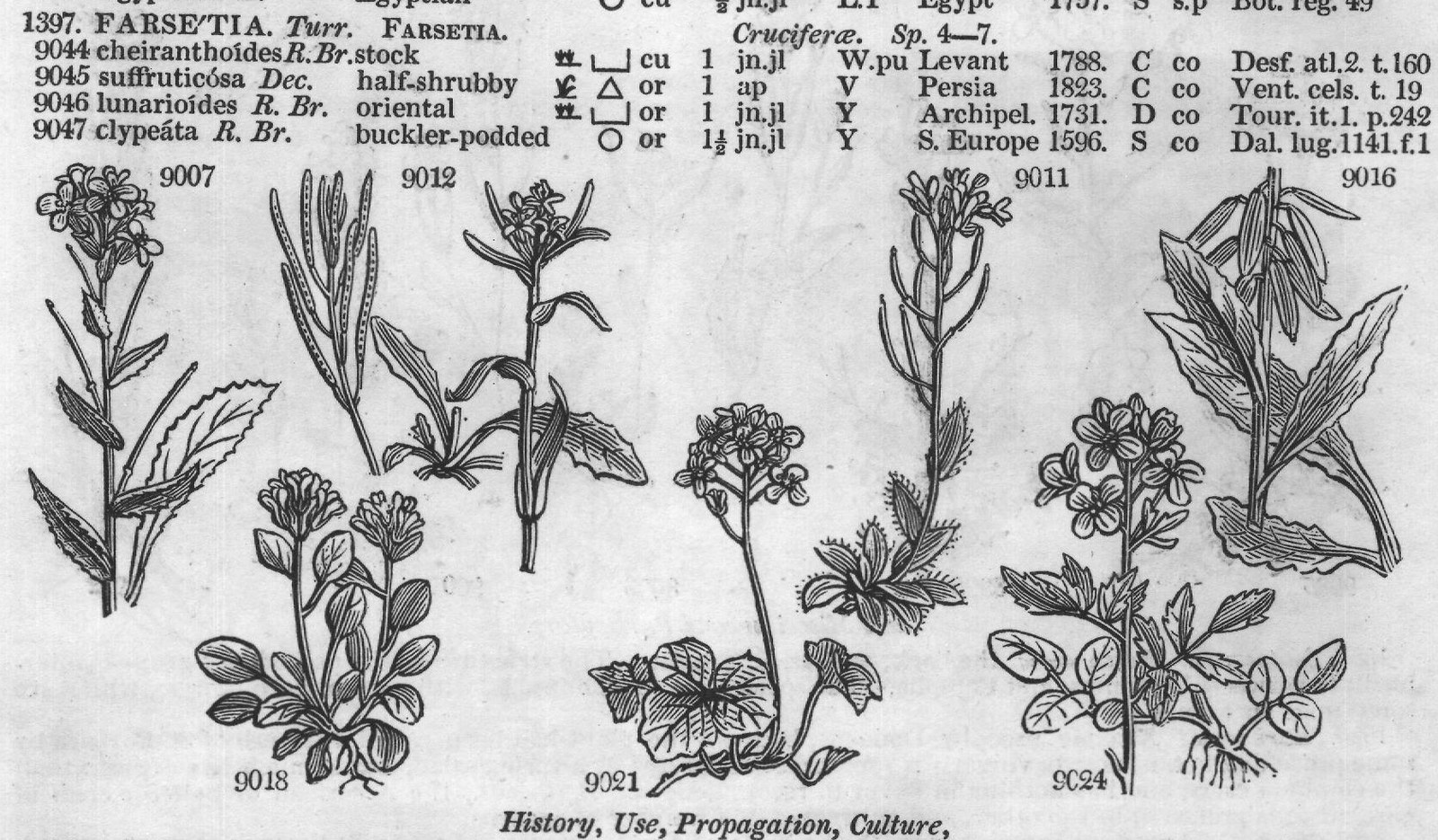 Turritis Loesilii R — from Encyclopedia of Plants (1910)