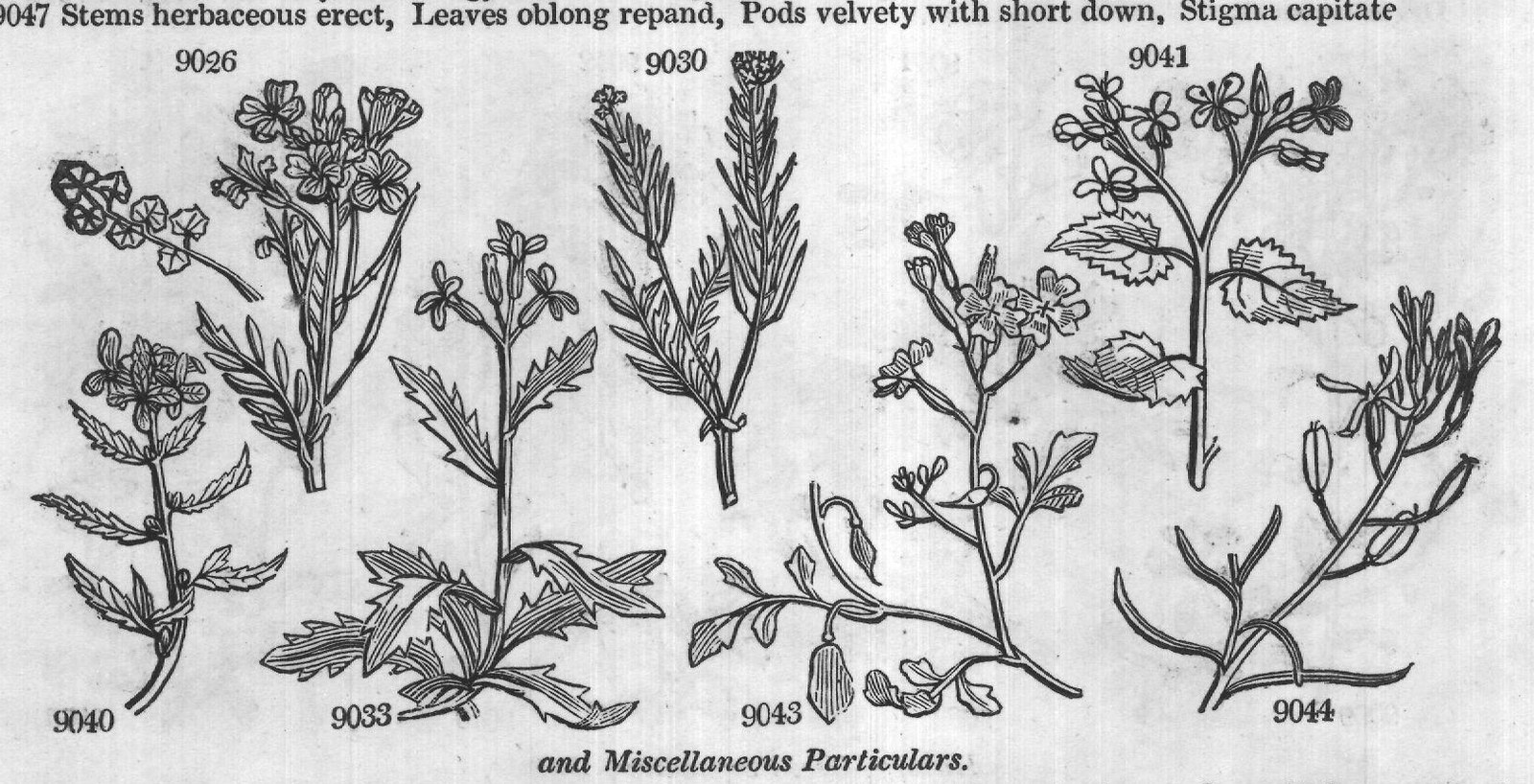 Turritis Loesilii R — from Encyclopedia of Plants (1910)