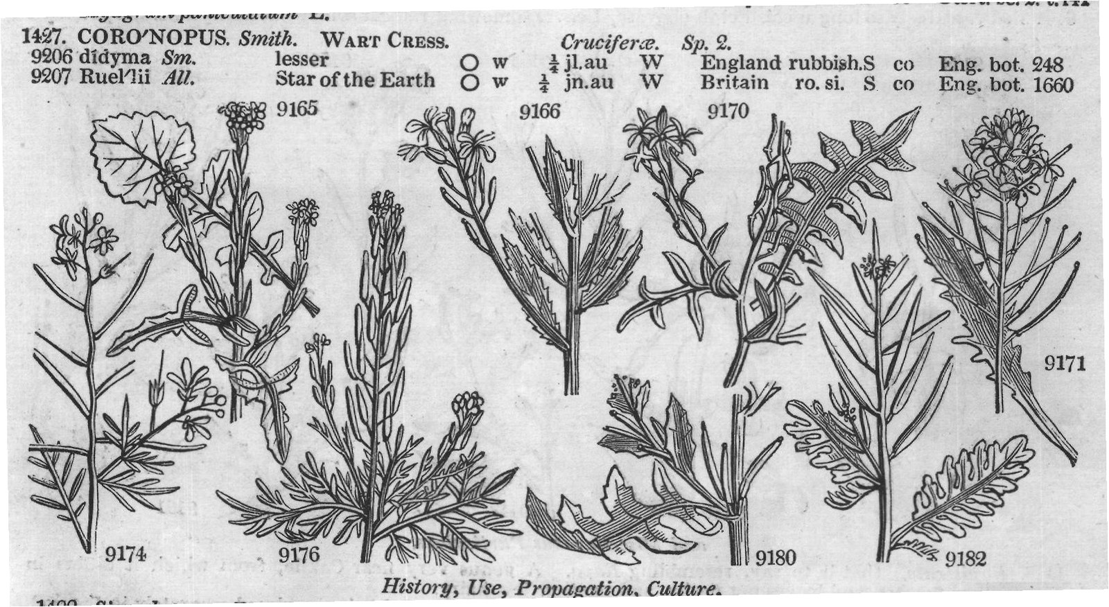 Turritis Loesilii R — from Encyclopedia of Plants (1910)