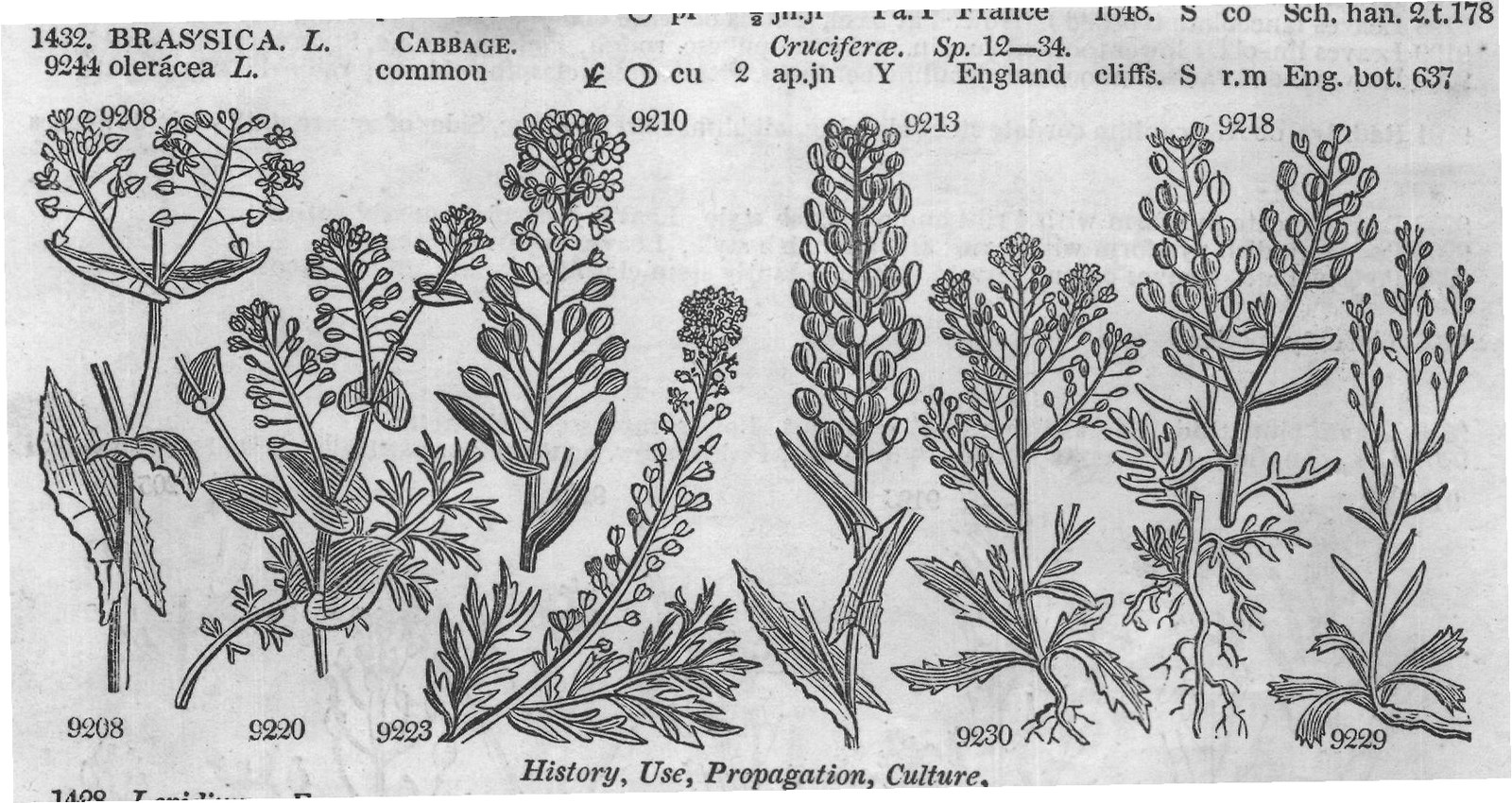 Turritis Loesilii R — from Encyclopedia of Plants (1910)