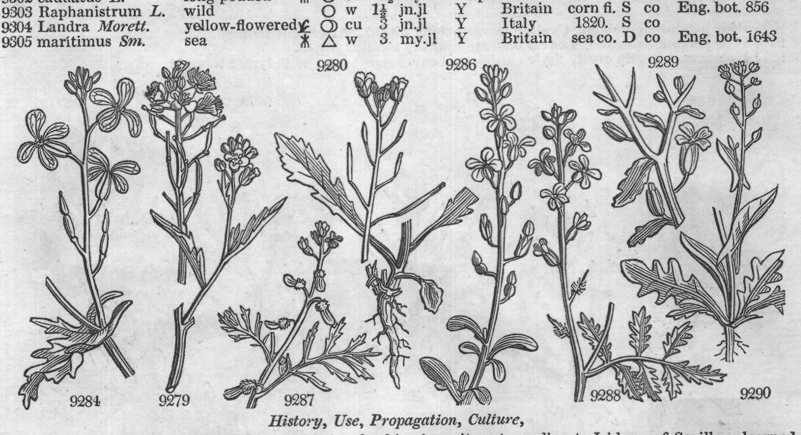 Cruciferæ – Cor — from Encyclopedia of Plants (1910)